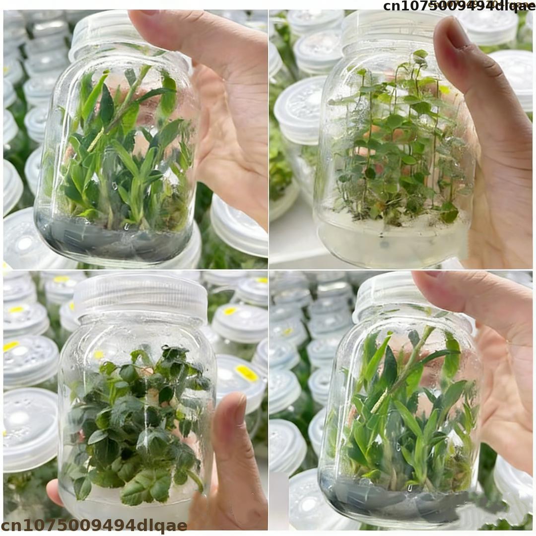Polvere di Agar per Coltura di - Agar Tissue Culture recensione e prezzo