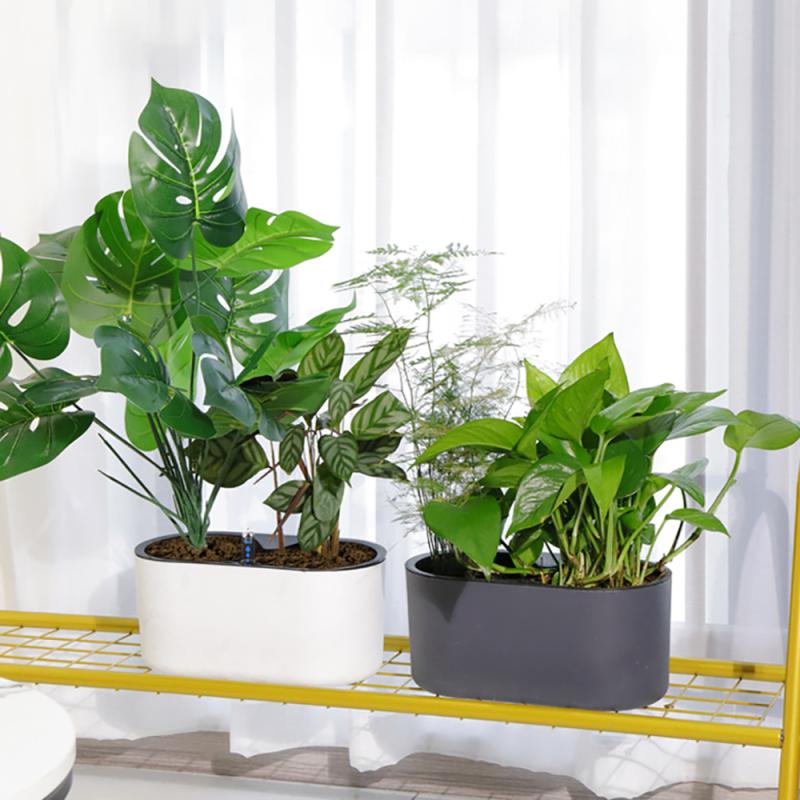 Pianta da interno con indicato - Self Watering Insert recensione e prezzo