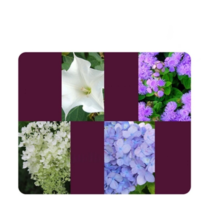 2 sacchetti di ormone radicola - Rooting Hormone Powder recensione e prezzo